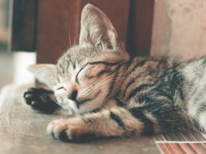 Close-up of a cute tabby kitten sleeping with soft fur indoors, capturing a serene and restful moment.