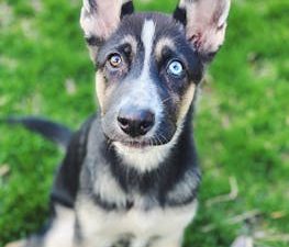 Adorable puppy with heterochromia sitting on grass, looking up intently.